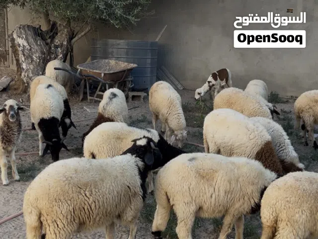 العدد 26 نص خرفان ونص فطايم ع 1250 جمله وساهل