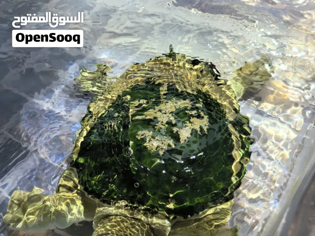 سلحفاة السوفتيشل النادره