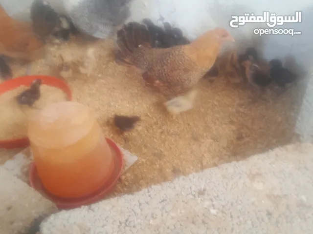 3دجاجات عربيات تحتهم 24كتكوت عمر اسبوع
