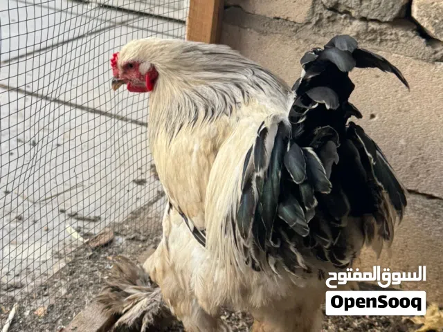 ديج براهما