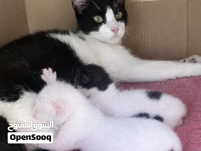 قطة مرضعة للتبني مع صغارها Mother Cat for Adoption With Her Kittens