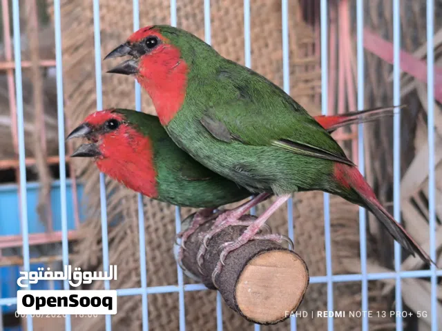 باروت فنش Parrot finches