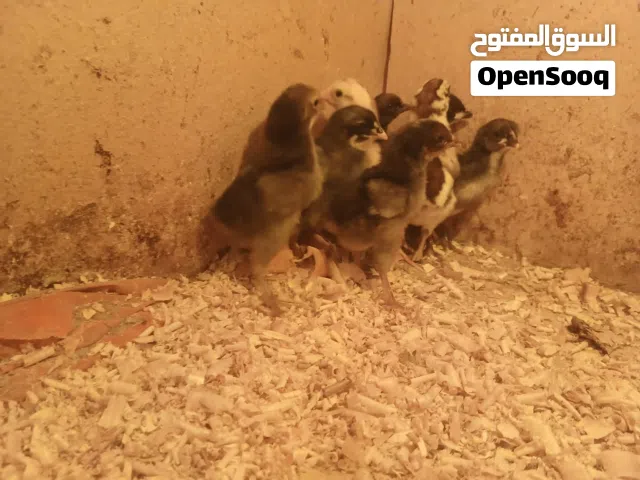 صيصان بلدي للبيع من باب الفقاسة