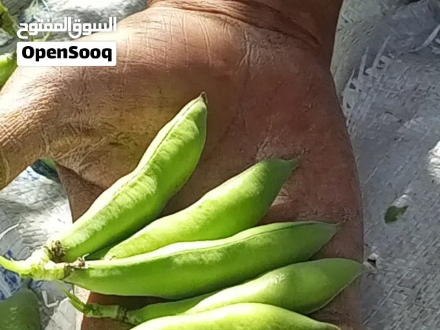 فول اخضر و بازلاء زراعة عضوية و بعل