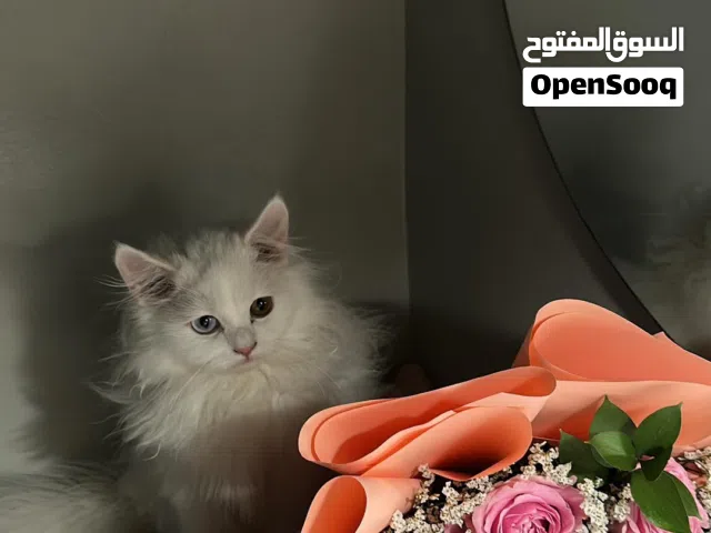 قطط ذكررر للبيع