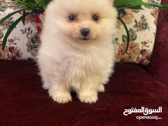 بومارينيان تيكب أصغر حجم مستوى عالي جدا pomeranian t_cup