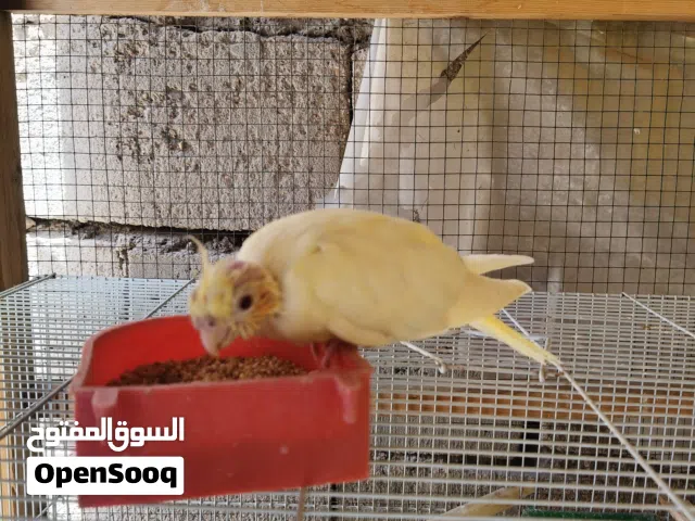 افراخ كوكتيل انكليزي وشكري ثنيهن