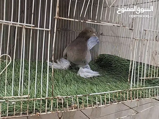 ذكر مبروص مزاله 4 ريشات