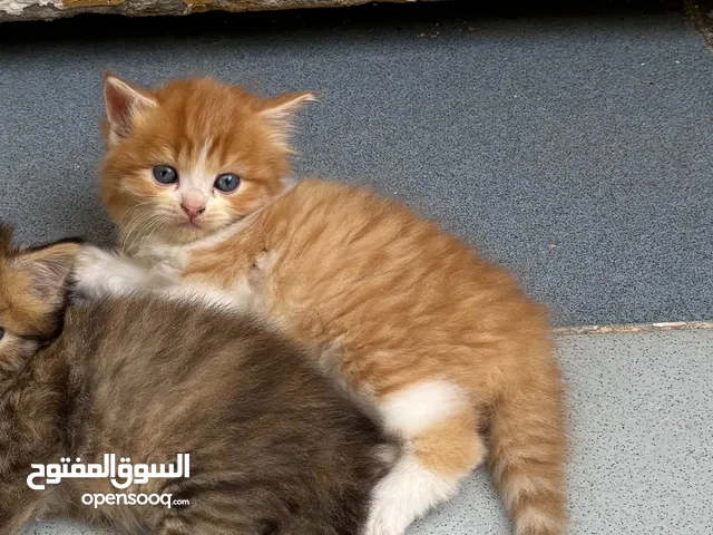 قطط جميله للبيع