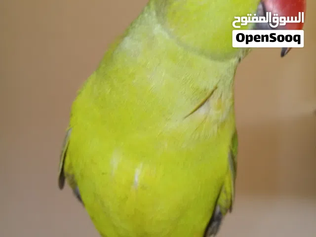 جوز ببغاء الدره الهندي للبيع صحه تمام ماشاء