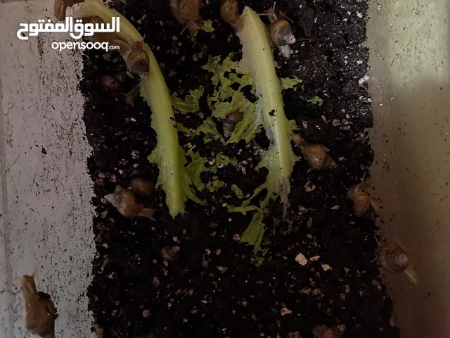 حلزون أفريقي
