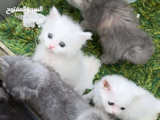 Cats white,grey,golden