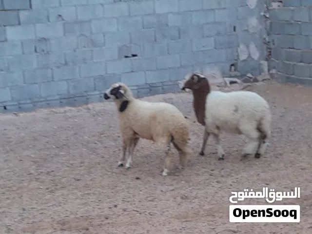 2خرفان وطنيات مشالله عمرهم ف6شهور سليمات من العيوب والامراض