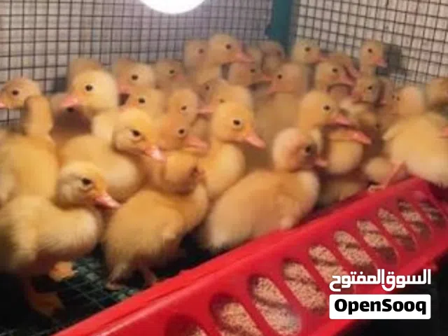صيصان بطه أليف