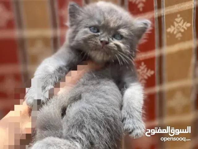 ماشاء الله قطط نادرة حاجة تحفه جدآ