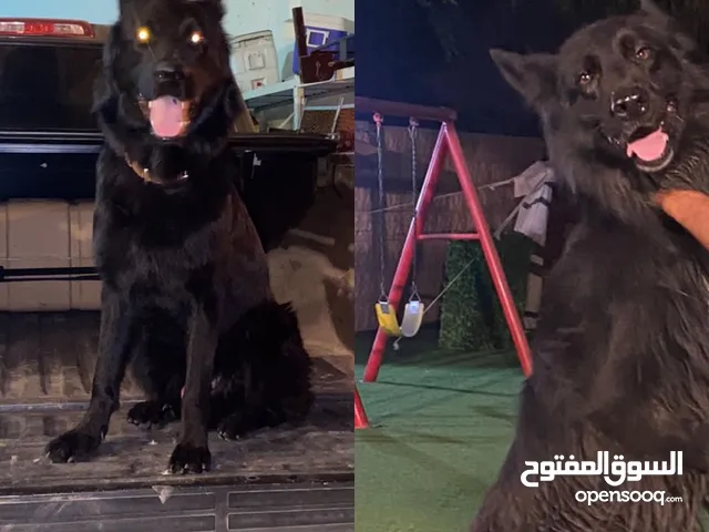 ذكور لتلقيح