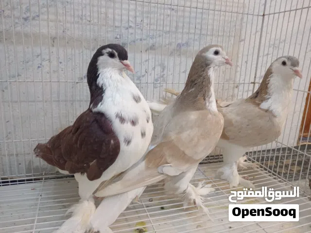 بطريقيات فحلة