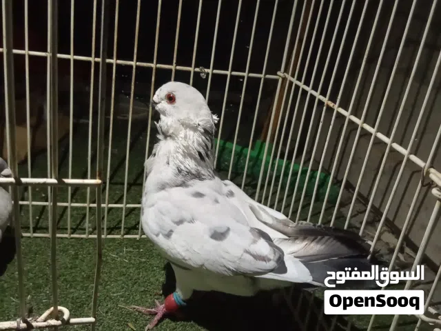 فحل وطيره وجوز نوريات سود  للبيع او بدل