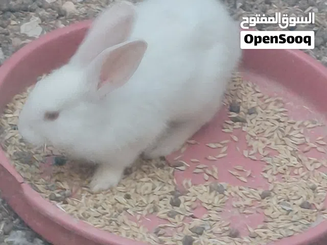 للبيع 6 أرانب فرنسي