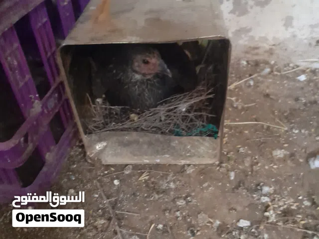 جاجه باكستانيه قاعده
