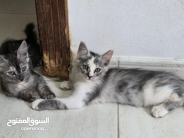 Two Adorable Kittens Looking for a Loving Home