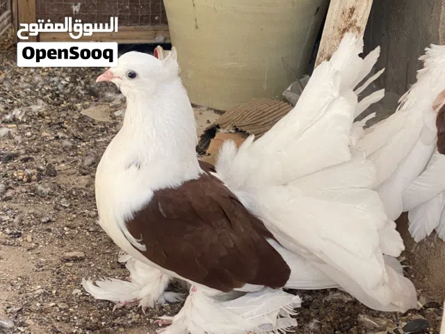 حمام فانتيل اصليات خشنات