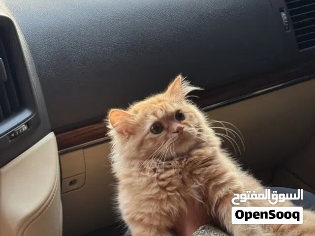 قطه جميله للبيع