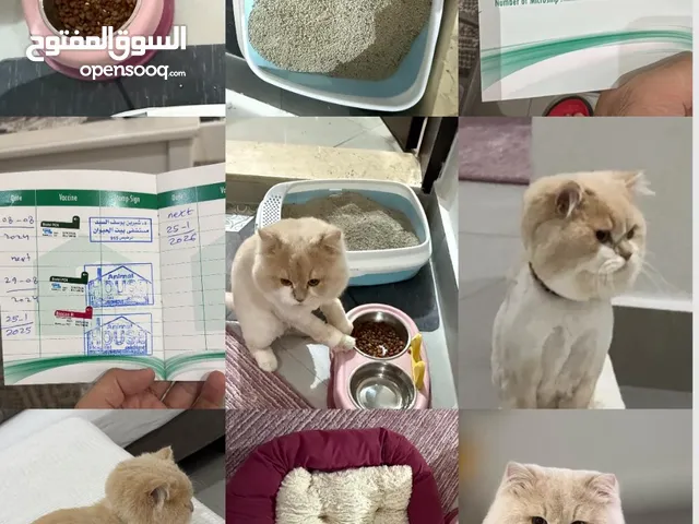 للتبني قطوه ويااغراضها وتطعيم