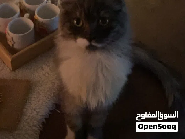 قط ذكر للتبني