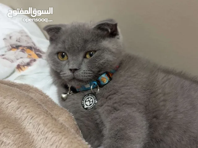 قطوه للبيع