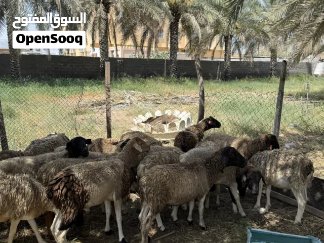 بيبع أغنام فول سمنه كباش  مطعومات