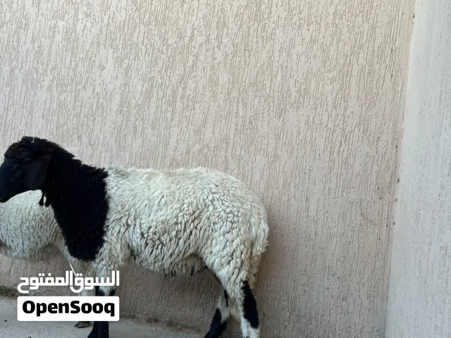 سلام عليكم بيع حوليه ربي بارك امه توميه عمره 7او8 اشهور سعره 1500