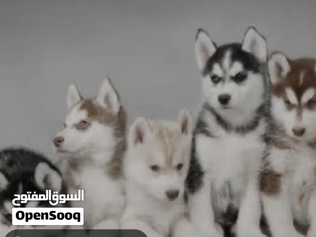 بدي كلب هسكي صغير عمرو اقل من من ست اشهر بسعر 50 دينار  شعرو long hair