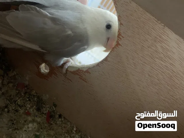 زوج روز رصاصي مع بيضه