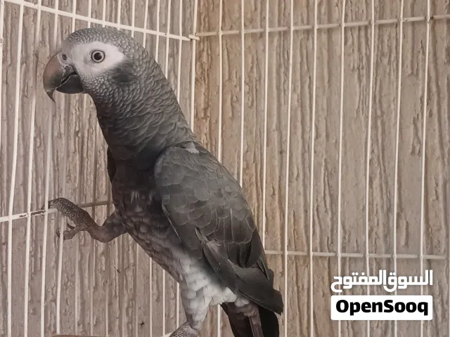 ببغاء ثمنة