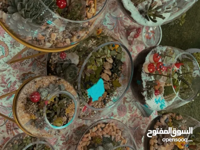 لمسة خضراء أنيقة... تضيف الحياة إلى أي مكان