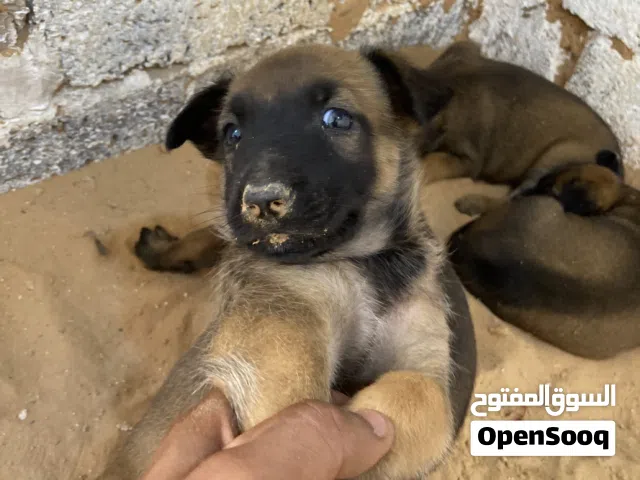 جراء مالينوا الله يبارك