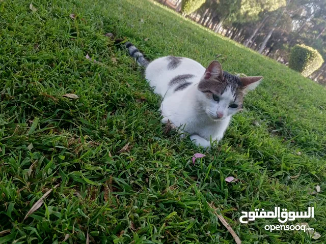 musque elhaj rifi
