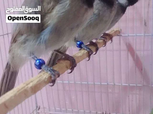 بلابل ابو الخصيب قابل لمراوس