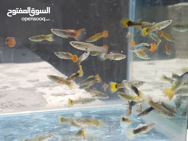 اسماك زينة