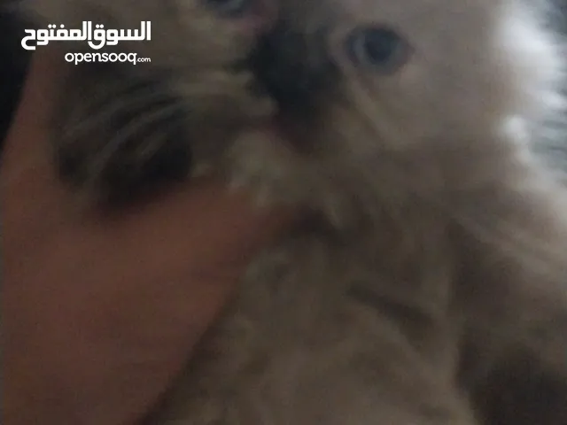 قطه هملايا عمرها شهر البسه (تبني)
