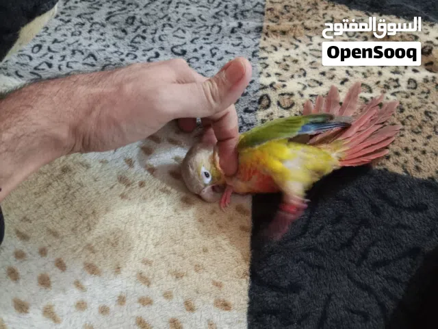 ببغاء كونيور اليف طينه المكان ابو الخصيب محيله