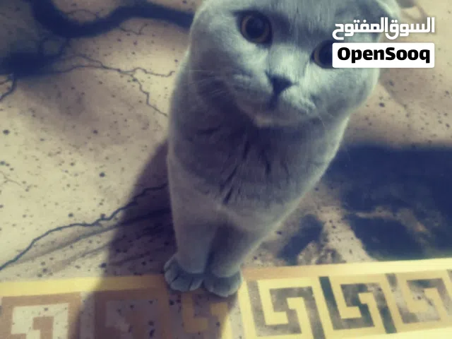 سكوتش  فولد سكني عمر 8شهور