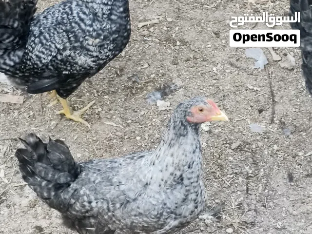 دجاج للبيع