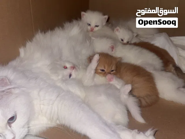 للبيع قطط شيرازيه كيتن
