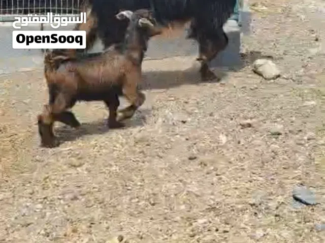 للبيع شاه تحتها جدي