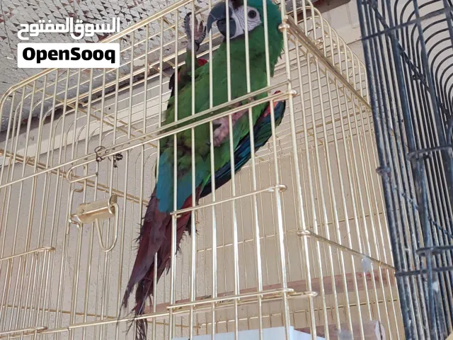 ببغاء مكاو نادر وأليف