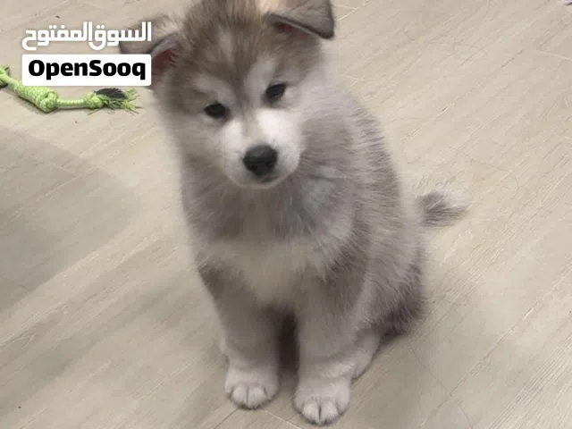 Husky Alaskan Malamute 3 months old