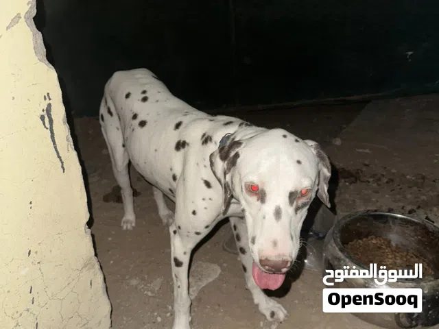 كلب دلميشن