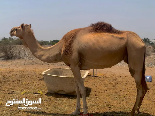 ناقة للبيع